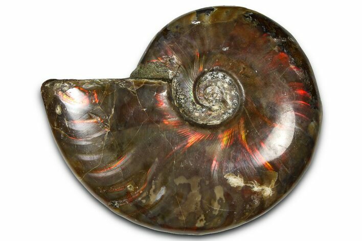 Polished Red Flash Ammonite (Cleoniceras) Fossil - Madagascar #367701
